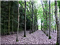 SP1653 : Trees in the Wood by Nigel Mykura