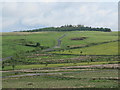 Rough pastures south of Potts Durtrees