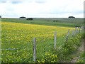 Field of buttercups near Huntershield Farm