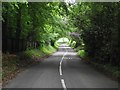 Leafy lane near Hurst Green