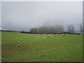 NO3204 : Ewes and lambs, Carriston by Richard Webb