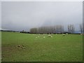 Ewes and lambs, Carriston