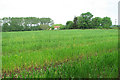 Fields by Potash Cottage, Great Glemham