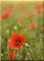 Poppies near High Catton