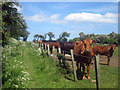 Cattle beside the footpath, Fenhamhill