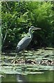 Heron on Leeds and Liverpool Canal