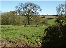 ST3005 : Cattle pasture, Huntley Lane by Derek Harper