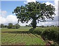 Isolated tree, near Cheddon Fitzpaine