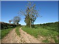 Field access track near Chardstock