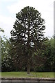 Monkey Puzzle Tree, Caenby Road