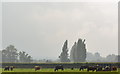 SU6676 : Late afternoon light on cattle in water meadows, Purley-on-Thames, Berkshire by Edmund Shaw