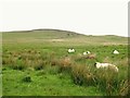 NY8895 : Moorland around Fairney Cleugh and Gill Sike by Mike Quinn