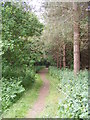 TM4579 : Footpath to the A12 London Road by Geographer