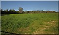 Field near Membury