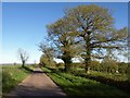 Oak trees on Green Down