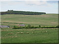 Rough pastures around Stewart Shiels