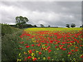 Poppies and Rape off Crayke Lane