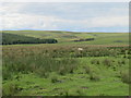 NT8601 : Moorland east of Wanless Sike by Mike Quinn