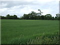 Farmland, Legbourne