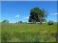 Farmland Near Laurieston