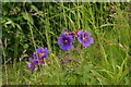 Meadow Cranesbill by the roadside on High Titten