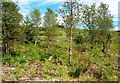 Birch Trees Near Braidenoch