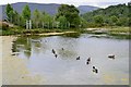 NO1491 : Duck pond, Braemar by Jim Barton