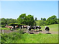SJ5872 : The Home Farm cows by John Topping
