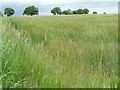 SE8456 : Barley field on a windy day by Christine Johnstone
