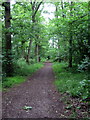 Path through Flitwick Woods