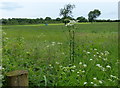 Large field near Highfield House