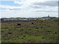 Cattle grazing