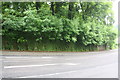 Ivy-clad White Lane wall at junction with Station Road