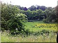 Field and trees seen from an A483 lay-by in Gresford