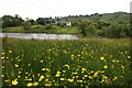 Buttercups beside Combs Reservoir