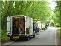 Tree lopping on Crouchman