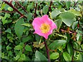 A dog rose, Drumsheil