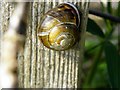 Snail, Drumsheil