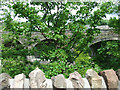 Bridge of Weir railway viaduct