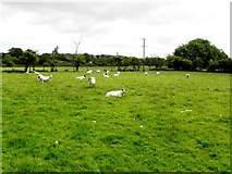 H5767 : Sheep, Ballykeel by Kenneth  Allen