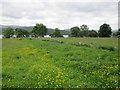 Meadow by Loch Rannoch