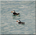 J4898 : Puffins at The Gobbins by Rossographer