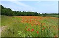 Red Poppies