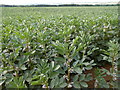 TQ8252 : Field Beans Growing Near Burberry Lane, close up by Danny P Robinson