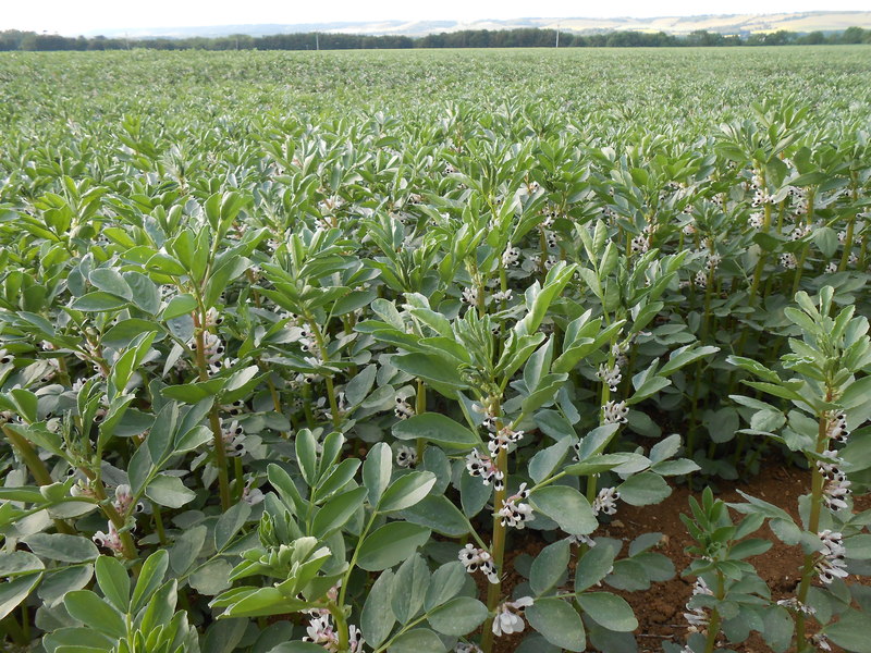 Field Beans Growing Near Burberry Lane © Danny P Robinson