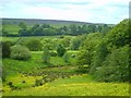 Meadow and pond at Birchwood