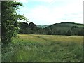 Meadowland near Windy Way Head Farm