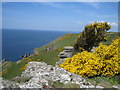 SX7037 : Gorse in bloom by the coastal path looking west towards Soar Mill Cove by Bob Cantwell