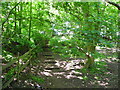 Woodland Path, Delamere park