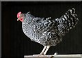 A bantam at Jedburgh Deer and Farm Park